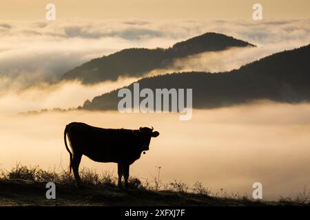 Vache avec cloche de vache silhouette au lever du soleil, avec de la brume au-dessus des montagnes des Rhodopes orientales, Madzharovo, Bulgarie, novembre 2014. Banque D'Images