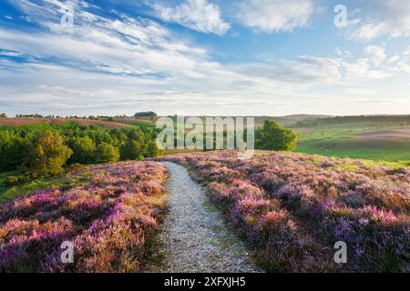 Heather en fleurs sur les landes des basses terres, Rockford Common, Linwood, New Forest National Park, Hampshire, Angleterre, Royaume-Uni. Août 2011 Banque D'Images