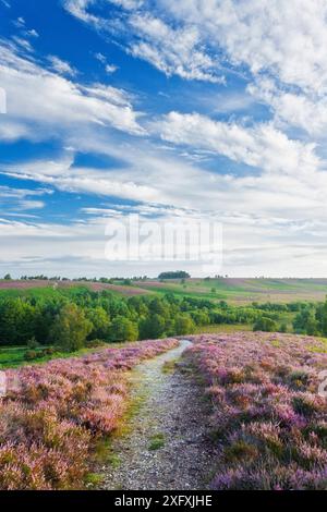 Heather en fleurs sur les landes des basses terres, Rockford Common, Linwood, New Forest National Park, Hampshire, Angleterre, Royaume-Uni. Août 2011 Banque D'Images