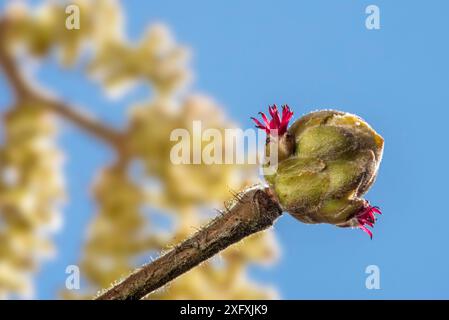 Noisette commune (Corylus avellana) gros plan de catkin femelle dissimulée dans le bourgeon avec seulement les styles rouges visibles sur le ciel bleu, Belgique, février Banque D'Images