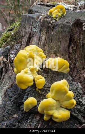 Champignon du poulet des bois (Laetiporus sulphureus) en phase précoce de croissance sur souche d'arbre morte en été, France, juillet Banque D'Images