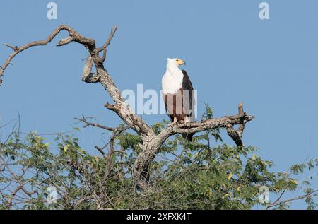 Poissons d'Afrique de l'Aigle. Banque D'Images