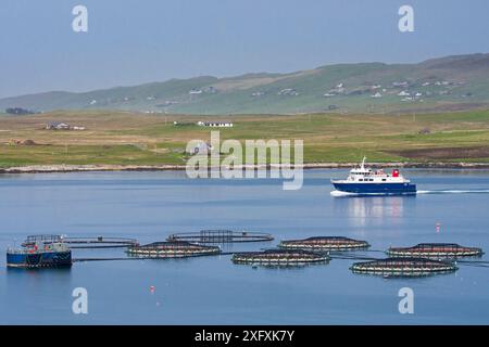 Ferry Linga naviguant devant des cages de mer / enclos de mer / cages de poisson de la ferme de saumon à Laxo Voe, Vidlin sur le continent, îles Shetland, Écosse, Royaume-Uni, mai 2018 Banque D'Images