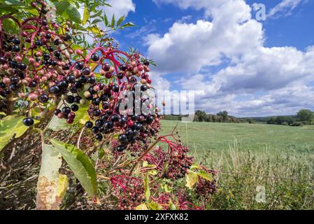 Aîné européen / sureau européen (Sambucus nigra) montrant des grappes de fruits tombant de baies noires en été, France.autumn Banque D'Images