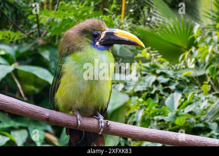 Toucanet à gorge bleue (Aulacorhynchus caeruleogularis) originaire du Costa Rica, du Panama et de la Colombie, captif, numérique composite Banque D'Images