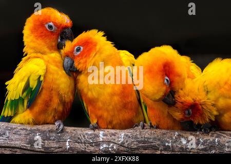 Perruches solaires / conures (Aratinga solstitialis) groupe perché sur la branche et se préparant les uns les autres, Amérique du Sud, captif Banque D'Images