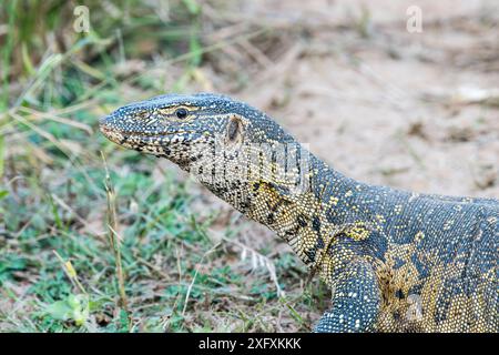 Rock Monitor Lizard. Banque D'Images