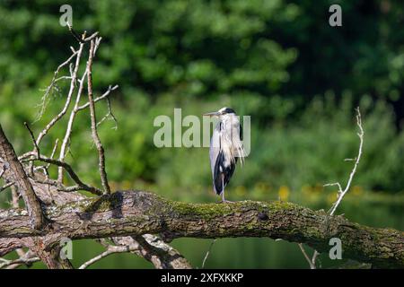 Vue de face d'un héron gris britannique sauvage (Ardea cinera) se perchant joyeusement sur le tronc d'un arbre tombé à travers l'eau, profitant du soleil d'été. Banque D'Images