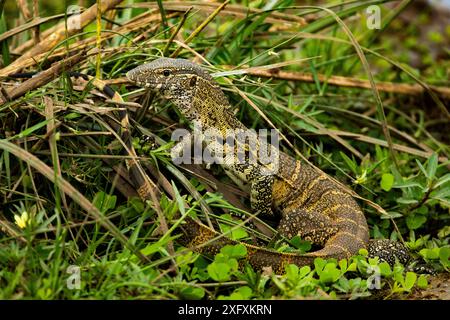 Lézard moniteur du Nil (Varanus niloticus). Parc national du lac Manyara, Tanzanie. Banque D'Images