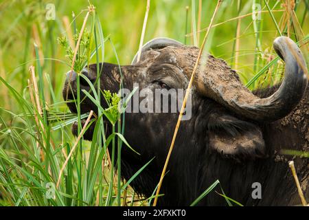 Buffalo (Syncerus caffer) pâturant sur des sédiments, parc national du lac Manyara, Tanzanie. Banque D'Images