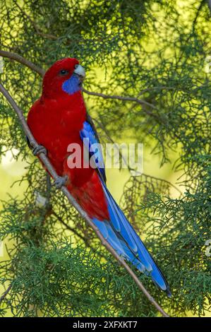 Juvénile de rosella cramoisie (Platycercus elegans) perché dans un arbre. Parc national des Grampians, Victoria, Australie. Banque D'Images