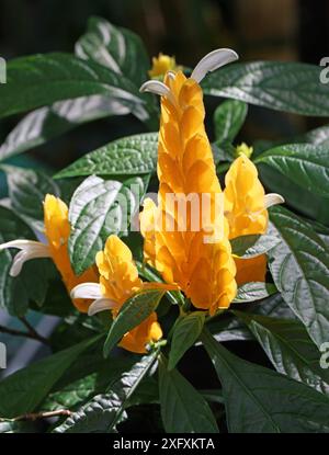 Plante de crevette dorée ou plante de sucette, Pachystachys lutea, Acanthaceae. Pérou, Amérique du Sud. Banque D'Images