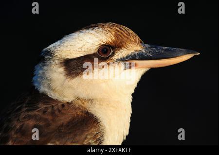 Rire kookaburra (Dacelo novaeguineae), portrait. Parc national de Carnarvon, Maranoa, Queensland, Australie. Banque D'Images