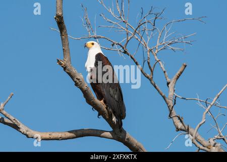 Poissons d'Afrique de l'Aigle. Banque D'Images