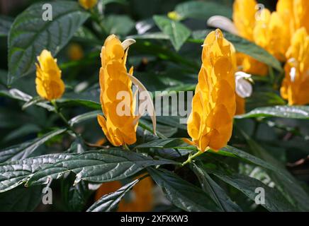 Plante de crevette dorée ou plante de sucette, Pachystachys lutea, Acanthaceae. Pérou, Amérique du Sud. Banque D'Images
