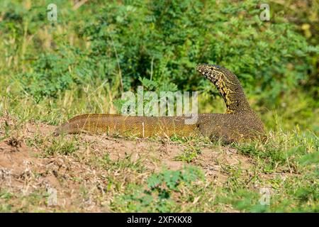 Rock Monitor Lizard. Banque D'Images