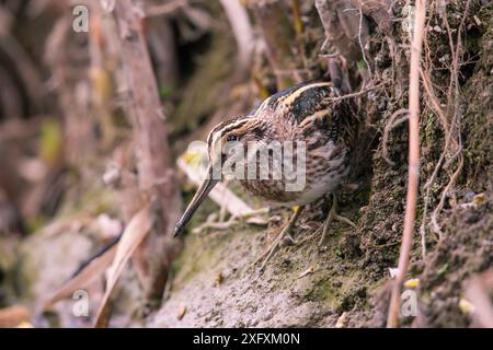 Jack snipe (Lymnocryptes minimus) camouflé, Allemagne Banque D'Images