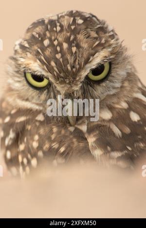 Portrait de chouette foudroyante (Athene cunicularia), Arizona, États-Unis. Banque D'Images