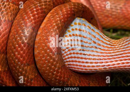 Serpent de maïs (Pantherophis guttatus) mangeant un rouge-gorge américain (Turdus migratorius). Le serpent est captif, le robin a été retrouvé mort et offert à Snake, Maryland, USA. Banque D'Images