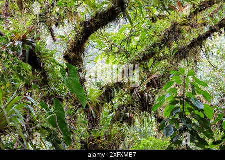 Épiphytes dont les Broméliades poussant dans la canopée de la forêt nuageuse, réserve de biosphère de Manu, Amazonie, Pérou. Banque D'Images