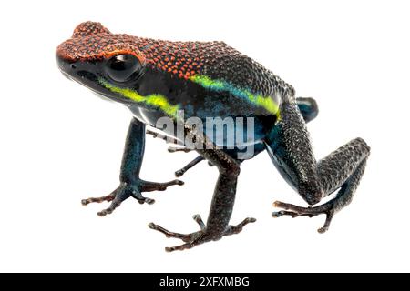 Manu Poison Frog (Ameerega macero) photographié dans un studio mobile sur fond blanc. Réserve de biosphère de Manu, Amazonie, Pérou. Novembre. Banque D'Images