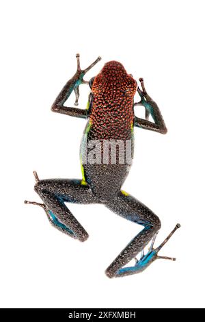 Manu Poison Frog (Ameerega macero) photographié dans un studio mobile sur fond blanc. Réserve de biosphère de Manu, Amazonie, Pérou. Novembre. Banque D'Images