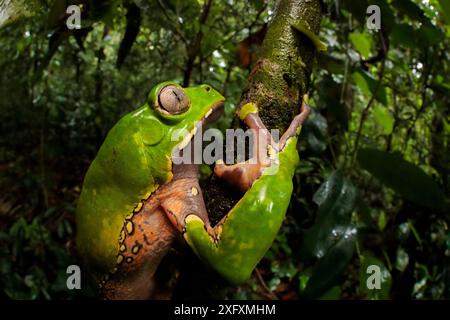 Grenouille singe cireuse géante (Phyllomedusa bicolor). Forêt amazonienne de plaine, réserve de biosphère de Manu, Pérou. Banque D'Images