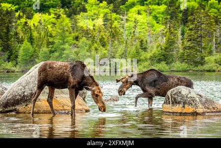 Orignal (Alces alces) jeune mâle avec des bois en velours approchant la femelle, Baxter State Park, Maine, États-Unis Banque D'Images