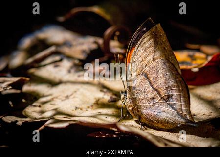 Papillons indiens (Kallima paralekta) Malaisie Banque D'Images