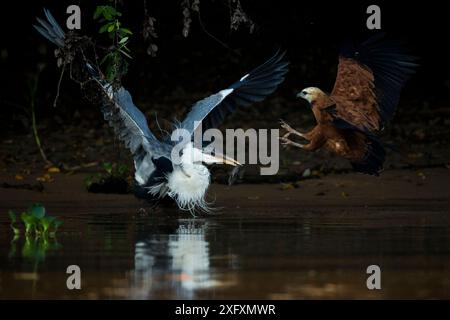 Héron Cocoi (Ardea cocoi) avec proie de poisson-chat (Loricariidae) attaqué par le faucon à collier noir (Busarellus nigricollis) Pantanal, Brésil.. Banque D'Images