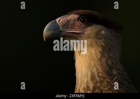 Portrait d'un caracara crêpé (Caracara cheriway), Pantanal, Brésil. Banque D'Images