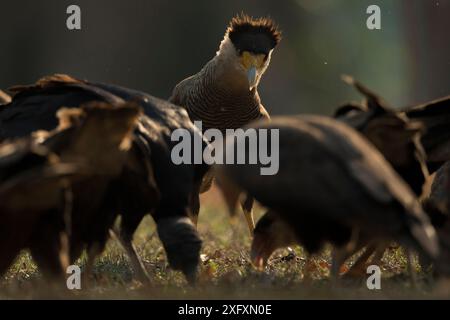 Caracaras à crête (Caracara cheriway) luttant pour la nourriture Pantanal, Brésil.. Banque D'Images