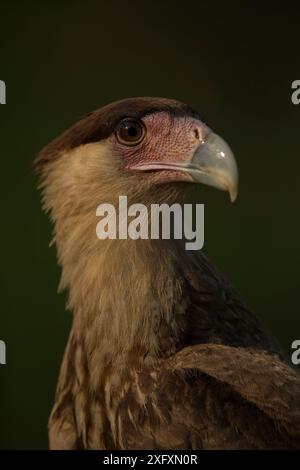 Portrait d'un caracara crêpé (Caracara cheriway), Pantanal, Brésil. Banque D'Images