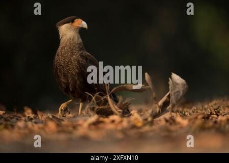 Portrait d'un caracara crêpé (Caracara cheriway), Pantanal, Brésil. Banque D'Images