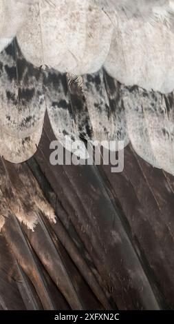 Aigle harpie (Harpia harpyja) juvénile, gros plan de plumes, Amazonie, Brésil. Banque D'Images