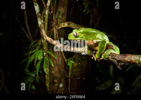 Grenouille singe géant / grenouille à feuilles (Phyllomedusa bicolor) assis sur la branche à nighht dans la canopée. Forêt amazonienne de plaine, réserve de biosphère de Manu, Pérou. Banque D'Images