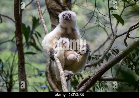 Femelle soyeux sifaka (Propithecus candidus) avec bébé assis parmi les branches dans le sous-étage de la forêt tropicale montagneuse de moyenne altitude. Parc national de Marojejy, au nord-est de Madagascar. Banque D'Images