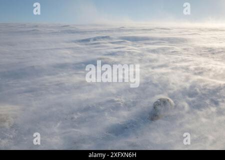 Lièvre de montagne (Lepus timidus) dans des vents extrêmes avec des dérives de neige, parc national de Cairngorms, Écosse, Royaume-Uni, février 2018. Lauréat de la catégorie animaux dans leur environnement du concours British Wildlife Photography Awards (BWPA) 2018. Banque D'Images