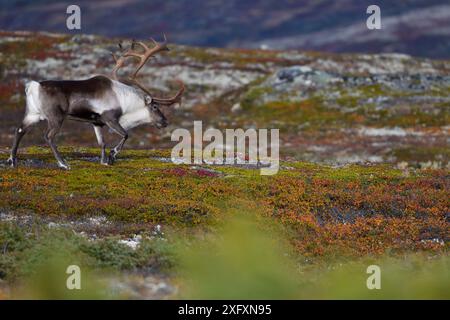 Renne de montagne (Rangifer tarandus) marchant dans le broussailleux de bouleau nain (Betula nana). Parc national de Forollhogna, Norvège. Septembre 2018. Banque D'Images