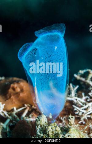 Tunicier bleu (Rhopalaea crassa). Sulawesi du Nord, Indonésie. Banque D'Images