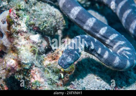 Petit filesnake (Acrochordus granulatus). Non venimeux. Sulawesi du Nord, Indonésie. Banque D'Images