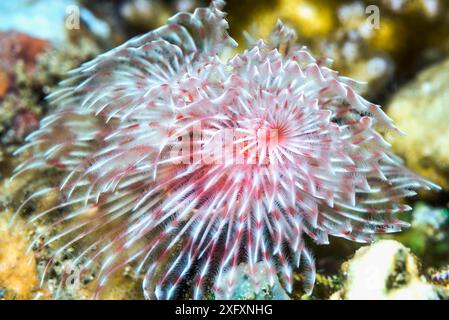 Vers plume (Protula magnifica). Sulawesi du Nord, Indonésie. Banque D'Images