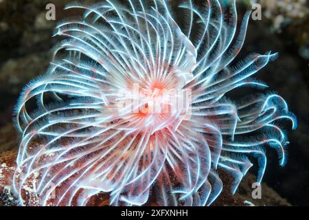 Vers plume (Protula magnifica). Sulawesi du Nord, Indonésie. Banque D'Images