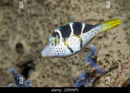 Gilet en cuir imitant (Paraluteres prionurus). Sulawesi du Nord, Indonésie. Banque D'Images