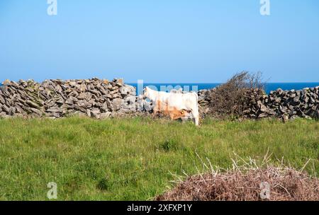 Vache et veau sur le champ sur Inish More, île d'Aran, Irlande Banque D'Images