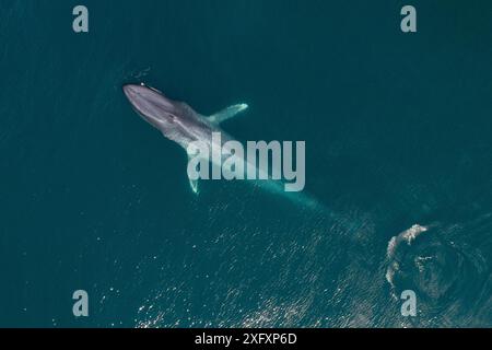 Surfaçage de baleine bleue (Balaenoptera musculus) , prise de vue aérienne, basse-Californie, Mexique Banque D'Images