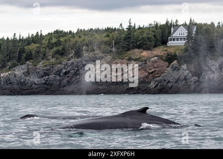 Baleine à bosse (Megaptera novaeangliae) - surface près de la rive (devant la maison) Baie de Fundy, Nouveau-Brunswick, Canada Banque D'Images