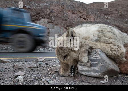 Cadavre d'un loup de l'Himalaya (Canis lupus), tué sur une route à l'extérieur de Leh. Himalaya, Ladakh, Inde du Nord. Banque D'Images