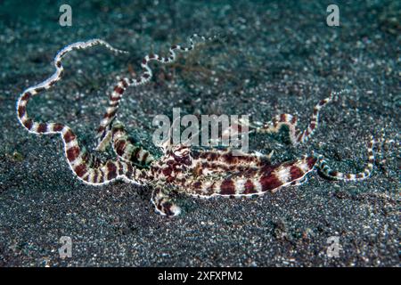 Imiter le poulpe (Thaumoctopus mimicus) agitant ses tentacules dans l'eau alors qu'il descend dans son terrier dans un fond marin sablonneux. Bitung, Sulawesi du Nord, Indonésie. Détroit de Lembeh, mer des Moluques. Banque D'Images