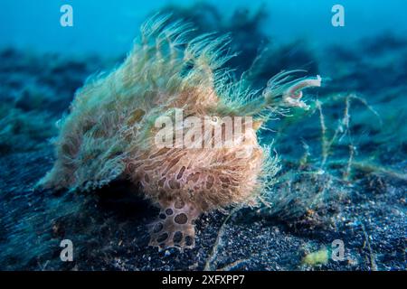 Grenouille poilue (Antennarius striatus) dans un courant. Bitung, Sulawesi du Nord, Indonésie. Détroit de Lembeh, mer des Moluques. Banque D'Images